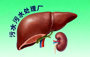 靶向药吃久了,会不会伤肝肾?医生这样告诉患者-者创网-用药小知识,健康科普,健康知识,疾病资讯,癌症资讯,药品最新资讯,仿制药,原研药,印度,孟加拉,印度仿制药,孟加拉仿制药者创网